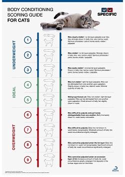 Body Condition Score Cat